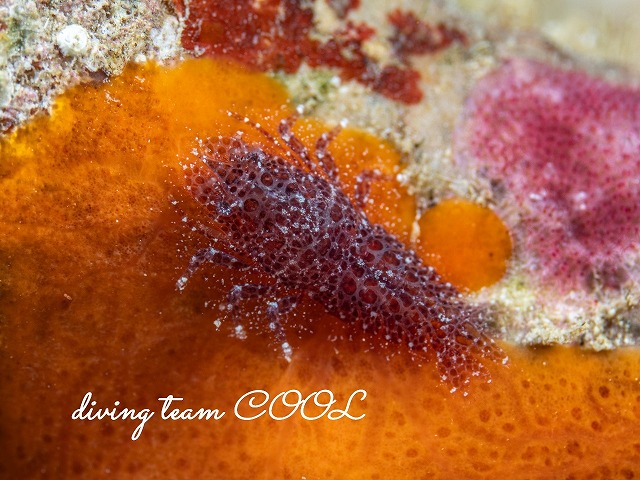 ヂェラストカリス・パロンアェ