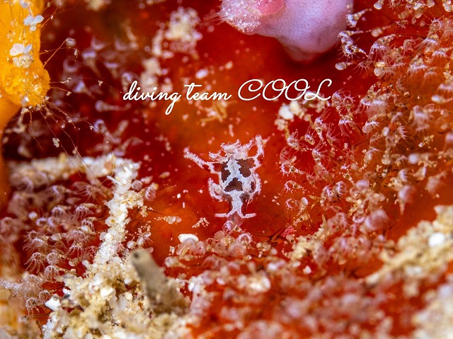 トラパニア・エウルュエイア