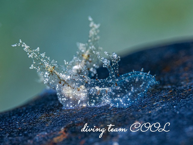 マツゲメリベウミウシ