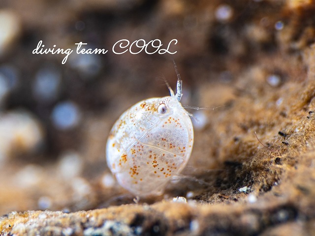 オキナワホテイヨコエビ