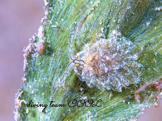 アミメウロコウミウシ