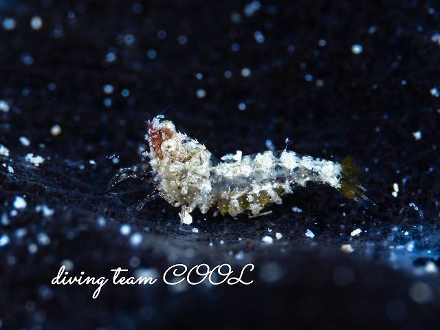 サシミシュリンプ