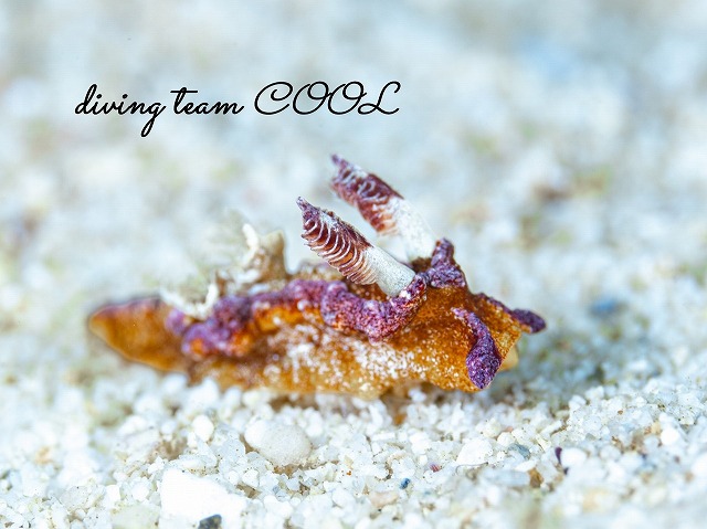 チャトラネコジタウミウシ