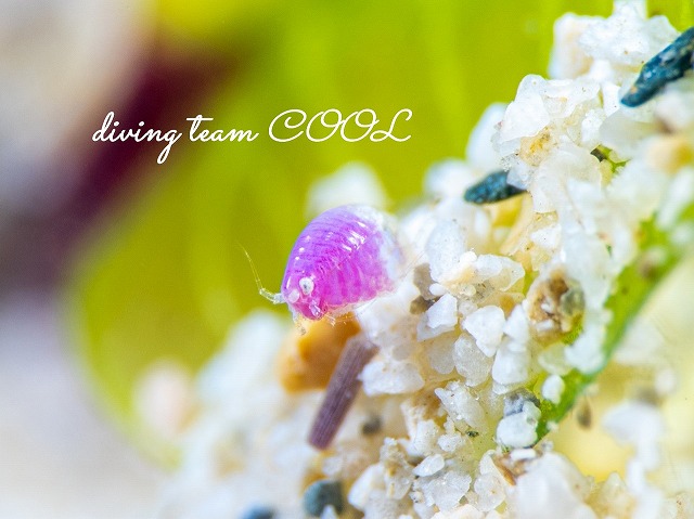 ヨコエビの仲間