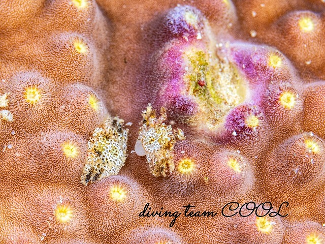 アシビロサンゴヤドリガニSP