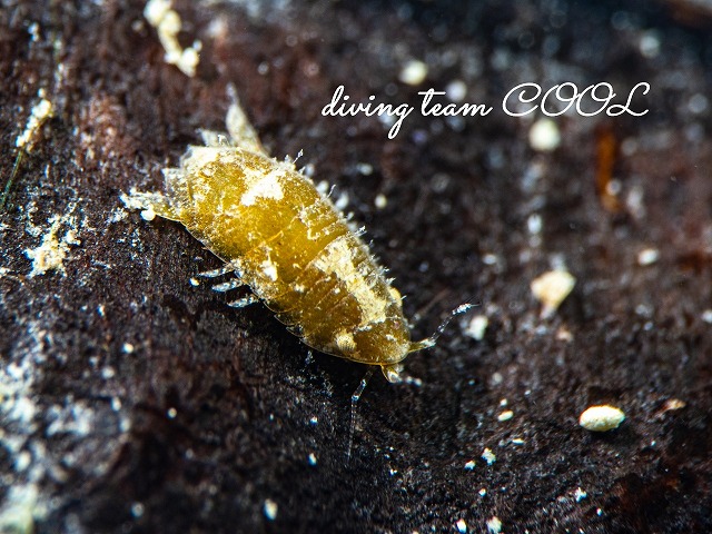 コツブムシの仲間