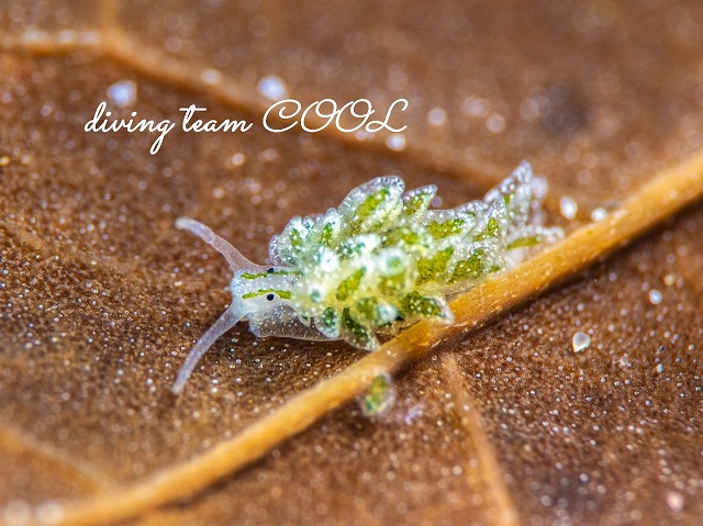 アリモウミウシ属の一種7