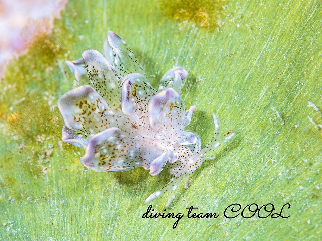 ハナビラウロコウミウシ