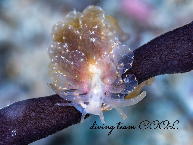 ミヤビウロコウミウシ