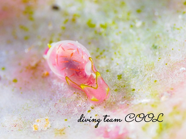 ブドウガイ科の一種11