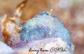 コンニャクウミコチョウ