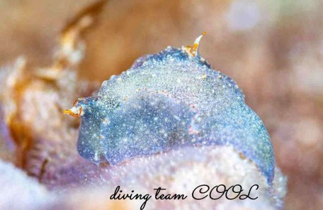 コンニャクウミコチョウ