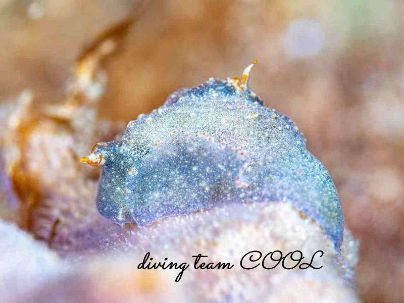 コンニャクウミコチョウ