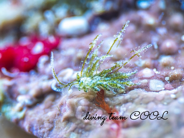 アオモウミウシ属の一種10