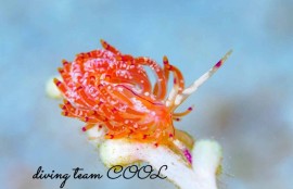 アンヘルミノモドキ