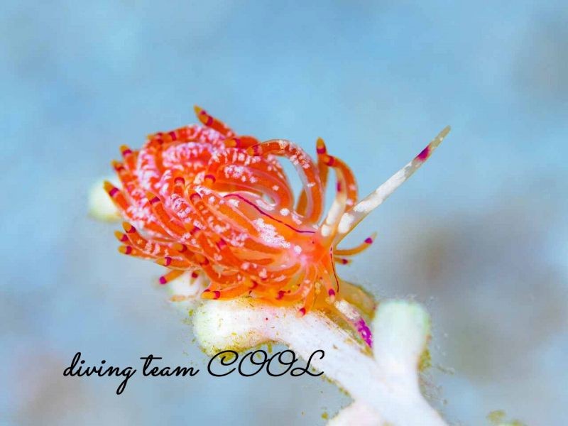 アンヘルミノモドキ