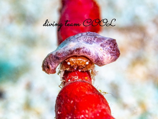 カイカムリの仲間