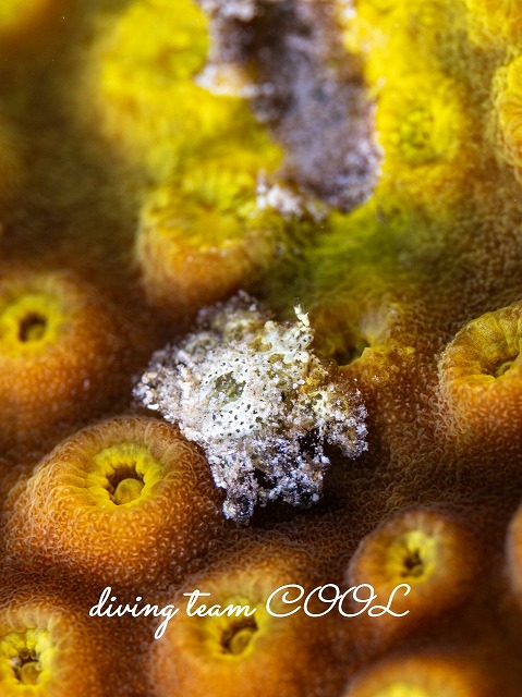 アシビロサンゴヤドリガニSP