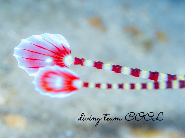 オイランヨウジ