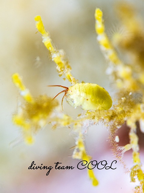 ヨコエビの仲間