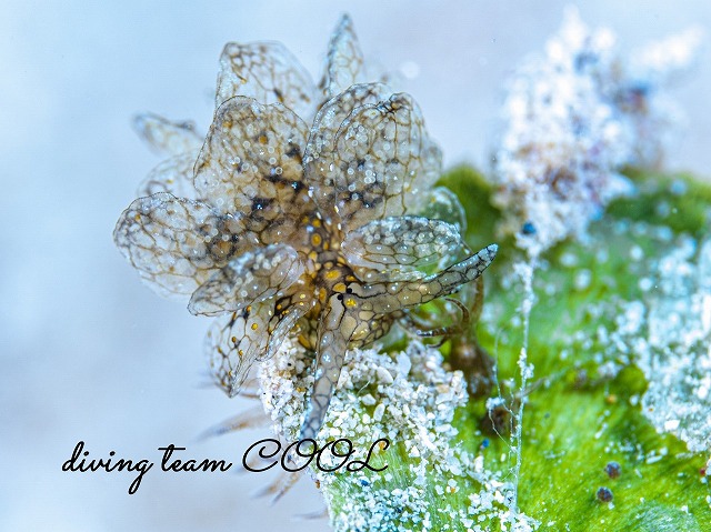 アミメウロコウミウシ