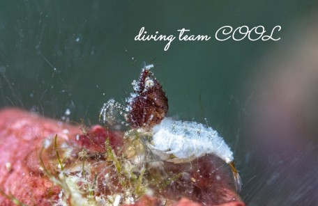 サシミシュリンプ