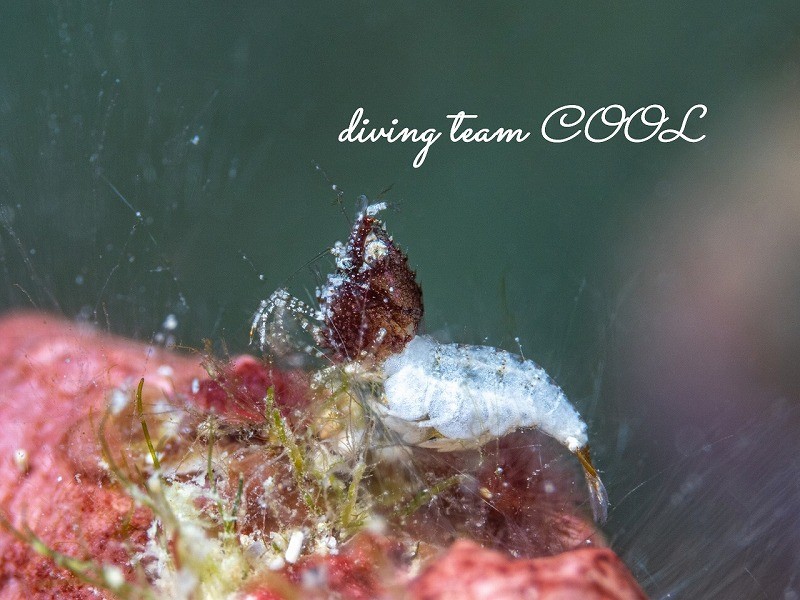 サシミシュリンプ