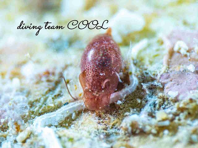 カバヅラブドウガイ