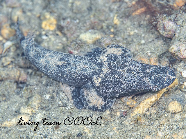 エンマゴチの幼魚