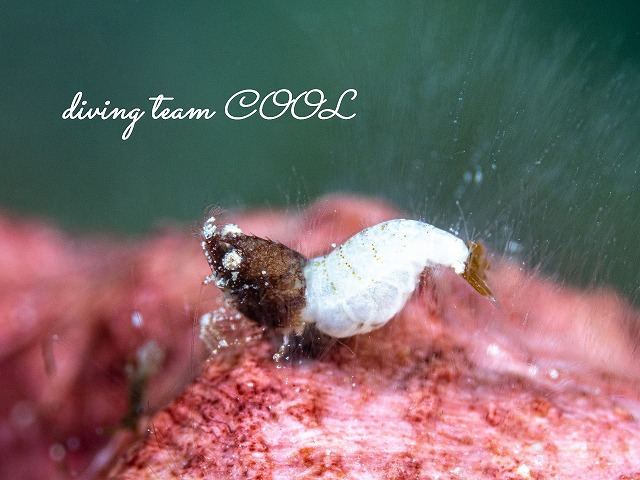 サシミシュリンプ