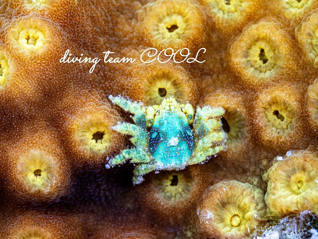 アシビロサンゴヤドリガニ