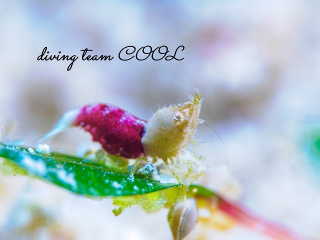 サシミシュリンプ