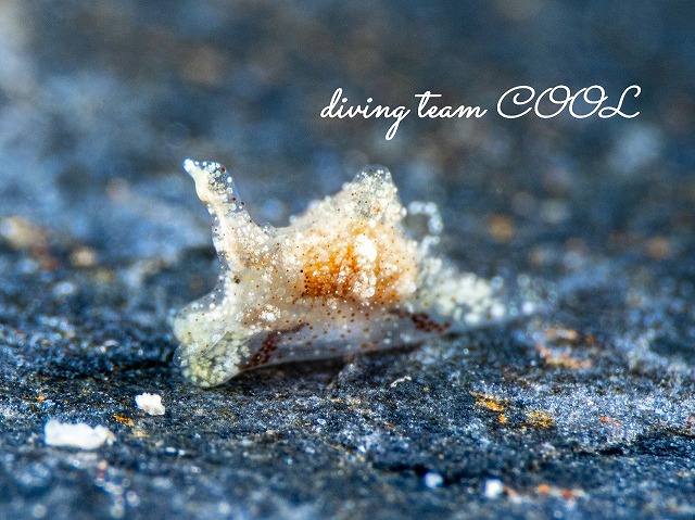 マメツブウミコチョウ