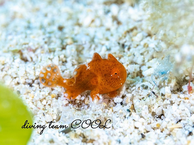 カエルアンコウの幼魚