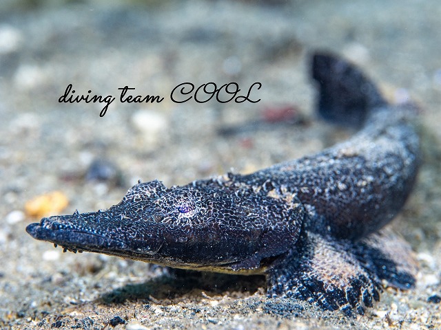 エンマゴチの幼魚