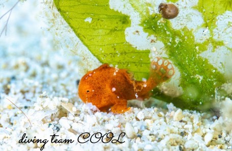 カエルアンコウの幼魚