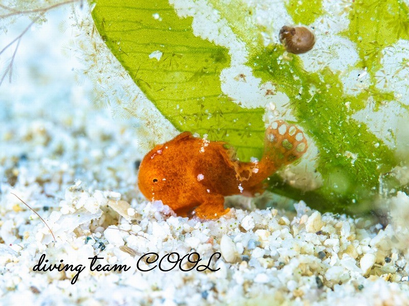 カエルアンコウの幼魚