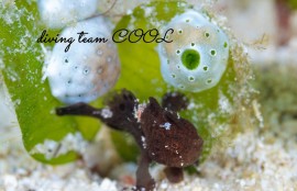 カエルアンコウの幼魚