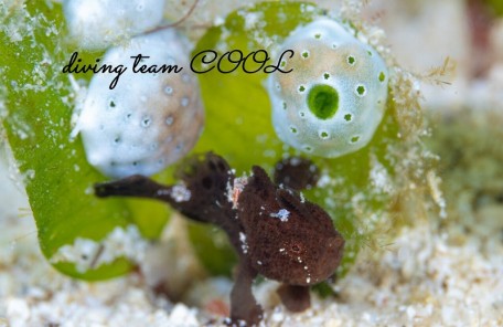 カエルアンコウの幼魚