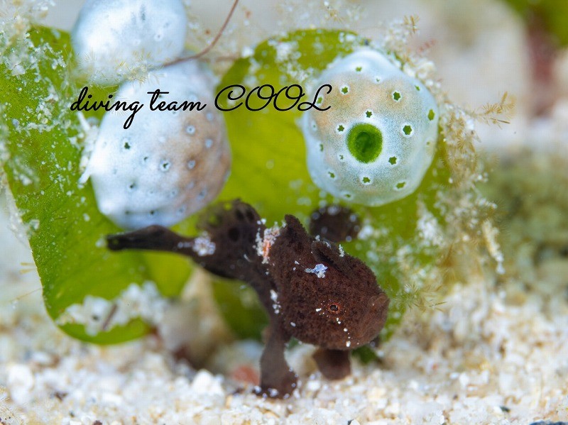 カエルアンコウの幼魚