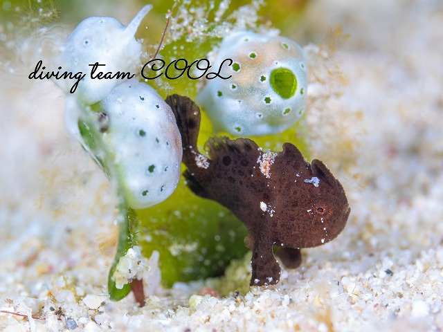 カエルアンコウの幼魚