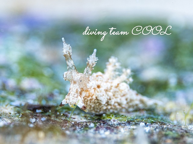 クチワツガルウミウシ