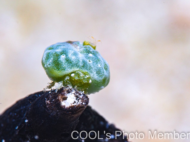 ユキンコボウシガニ