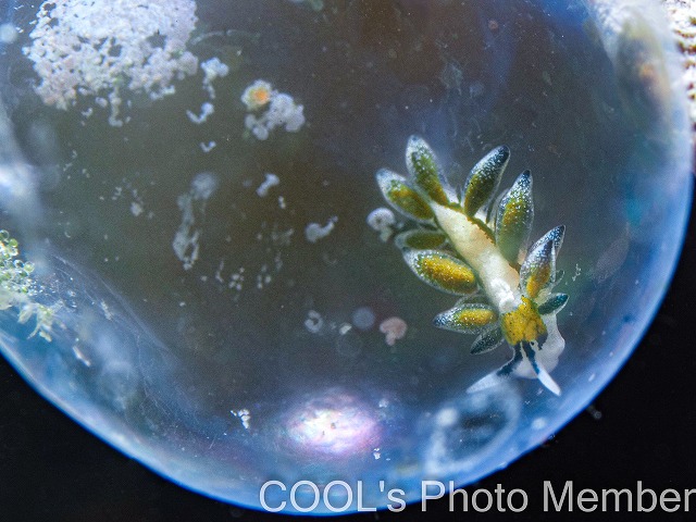 エルコラニア・エンドフィトファガ