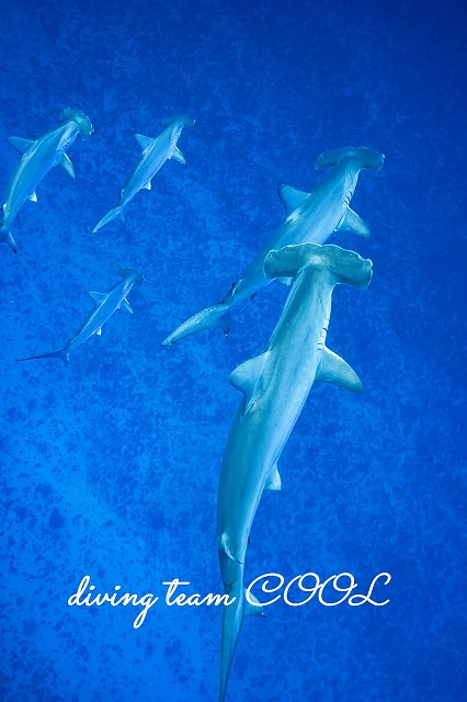 ハンマーヘッドシャーク