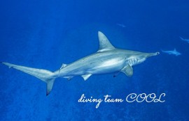 ハンマーヘッドシャーク