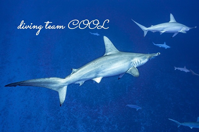 ハンマーヘッドシャーク