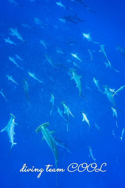 ハンマーヘッドシャーク