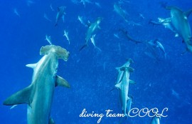 ハンマーヘッドシャーク