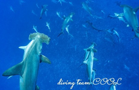 ハンマーヘッドシャーク